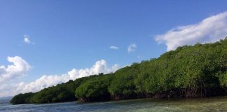 Mangrove Forest Nusa Lembongan Bali - 2