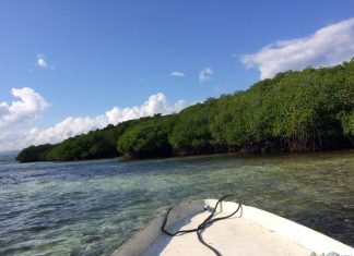 12 Fun Things to Do on Nusa Lembongan, Bali Mangrove Forest Nusa Lembongan Bali - 2