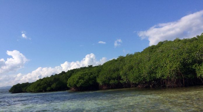 Mangrove Forest Nusa Lembongan Bali - 2