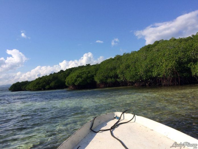 Mangrove Forest Nusa Lembongan Bali - 2
