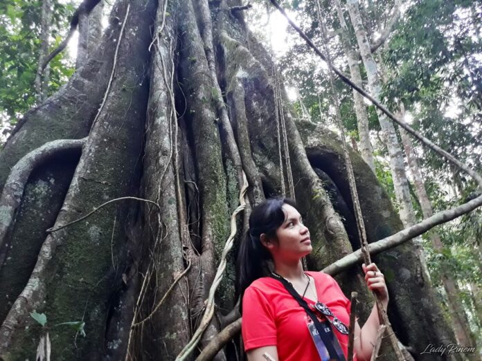 Nature - Fashion Forest in Genting Highlands 1