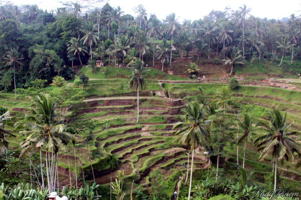 Tegallalang Rice Terrace Bali - 7